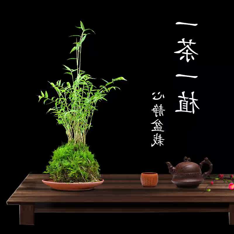 トップレート 苔玉盆栽 花のイメージのコレクション
