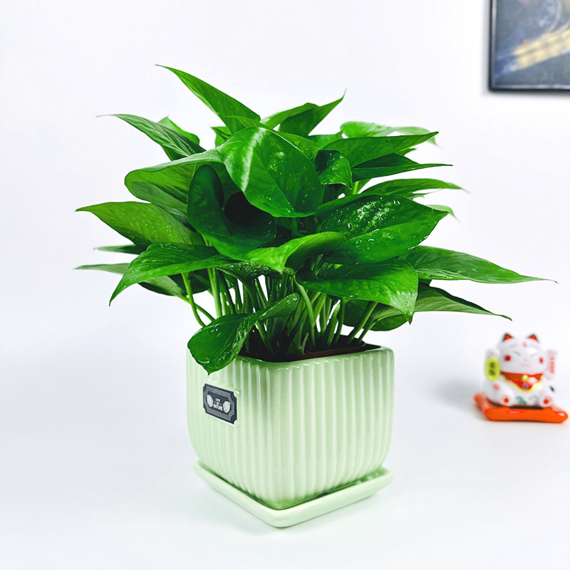 琦梦绿植园艺馆