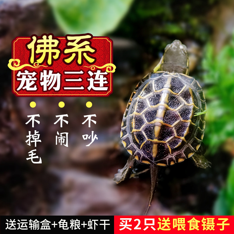 Chia turtle tortoise turtle living things pure foreign pond Chinese herbal turtle gold money tortoise tortoise tortoise tortoise tortoise and tortoise tortoise tortoise