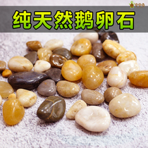 Chia Chia Turtle Cobblestone Tortoise-shaped Scenery Rain Flowers Stones Original Stone Natural Clear Cabin Fish Tank Made of View Home Garden Flower Pots