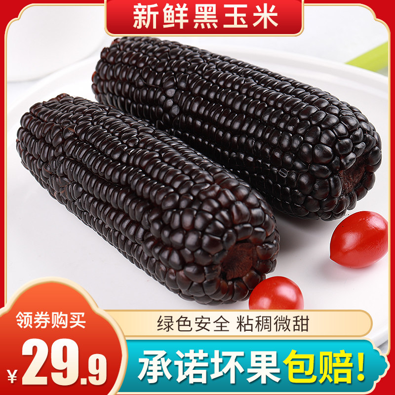 Chu finch 14 northeast black corn fresh waxy corn vacuum pack corn instant purple sticky cooked corn