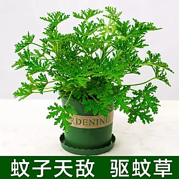 驱蚊草盆栽植物室内阳台驱蚊驱虫净化空气吸[20元优惠券]-寻折猪