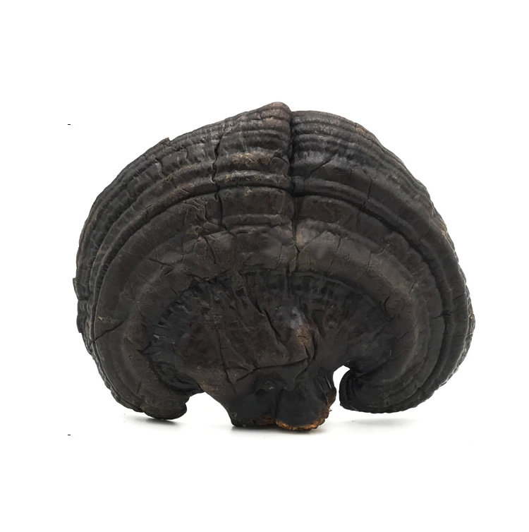 1 Penny 1 Sub-stock High quality Qianlin Sesame Slice Natural about 50g whole Branches Deep Hills Planted with Changbai Mountain Lucid Woods