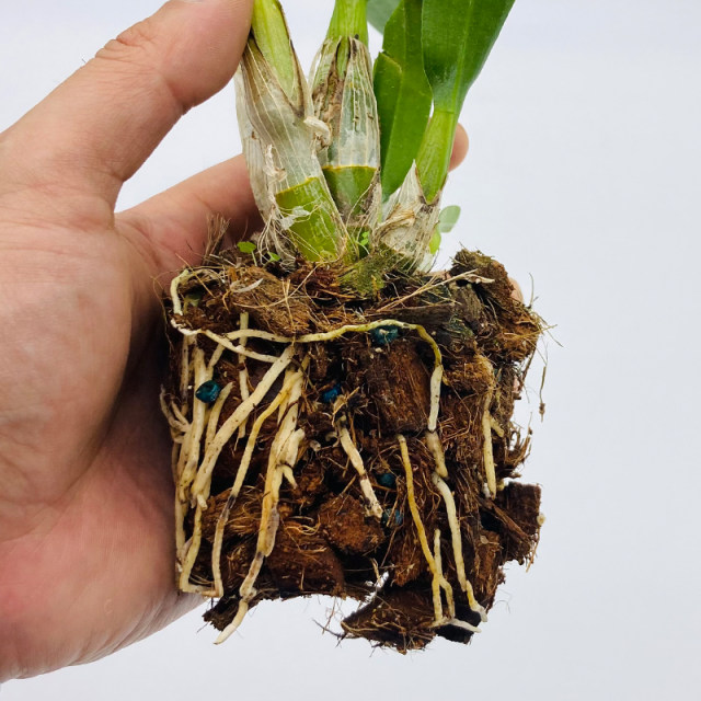 ດອກກ້ວຍໄມ້ Dendrobium potted orchid indoor with buds and foil , desk office , living room , air purifying , ດອກໄມ້ຂຽວຕະຫຼອດປີ