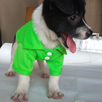 Spring and summer Autumn Polo shirt Bomei Tedi Samaye VIP cat breathable vest small and medium pet clothes gentleman