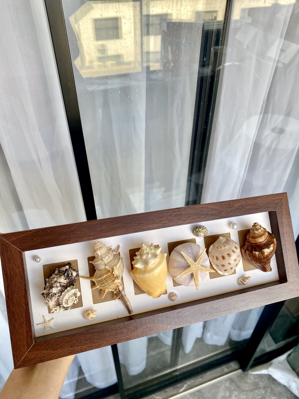 Hainan Sanya Retro Ocean Natural Sea Urchin and Conch Shell Specimen Desktop Decoration Holiday Conference Birthday Gift