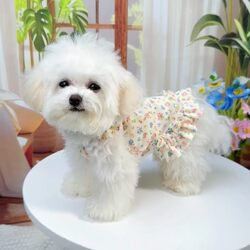 Spring and Summer Floral Suspender Dress Pet Clothing Princess Style Dog and Cat Clothes for Bichon Frise, Thin and Breathable for Bichon Frise and Pomeranian