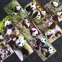 (Giant Panda) Photographic postcard 20 sets of Forbidden City Publishing Houses of the Forbidden City to send old foreign gifts in English and Chinese