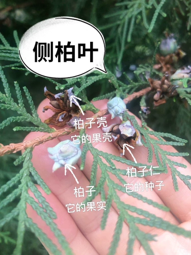 Орхидопсис лист рост волос жидко