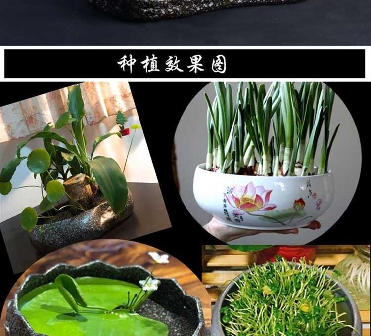 | with money grass flower POTS shallow expressions using wide expressions using large fleshy ceramic household glass bowl lotus water breeding move and restoring ancient ways