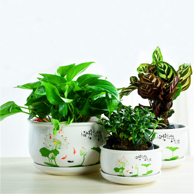 ZhuoJie fleshy flowerpot flower of bracketplant of the ceramic with extra large tray was contracted, the plants indoor household package mail