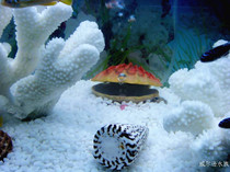 Fish tank landscape White stone aquarium landscape bottom sand Water grass sand fish tank set White sand landscape decorative bottom sand