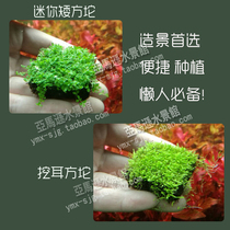 Foreground water grass mini dwarf climbing dwarf pearl ear-digging grass Water grass tuo grass colonization fish tank decorative square tuo
