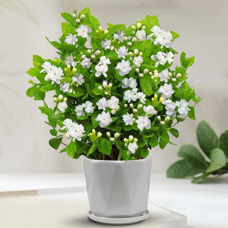 香水茉莉花 茉莉花 盆栽 茉莉花 香水茉莉濃香茉莉花盆栽驅蟲輻蚊四季