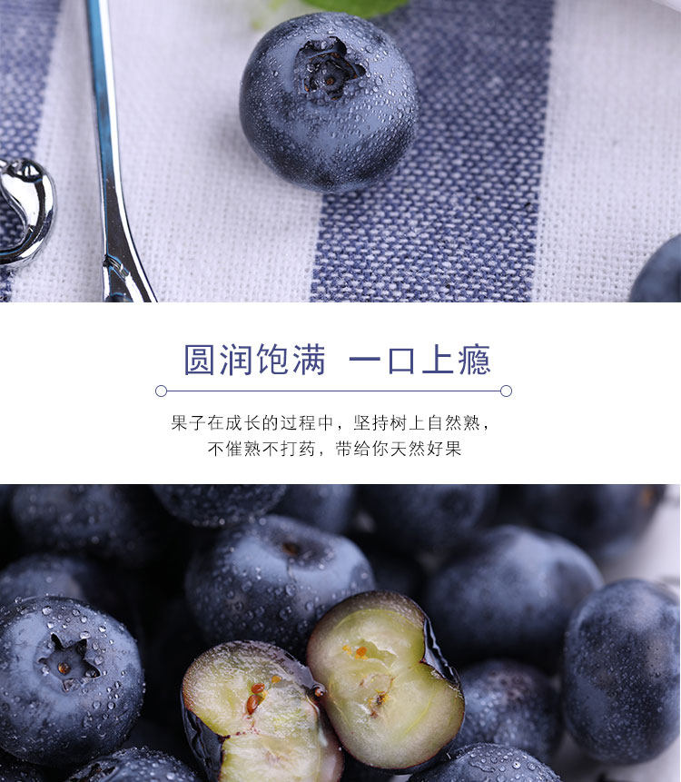 丹东 新鲜蓝莓鲜果 500g 现摘现发 图10