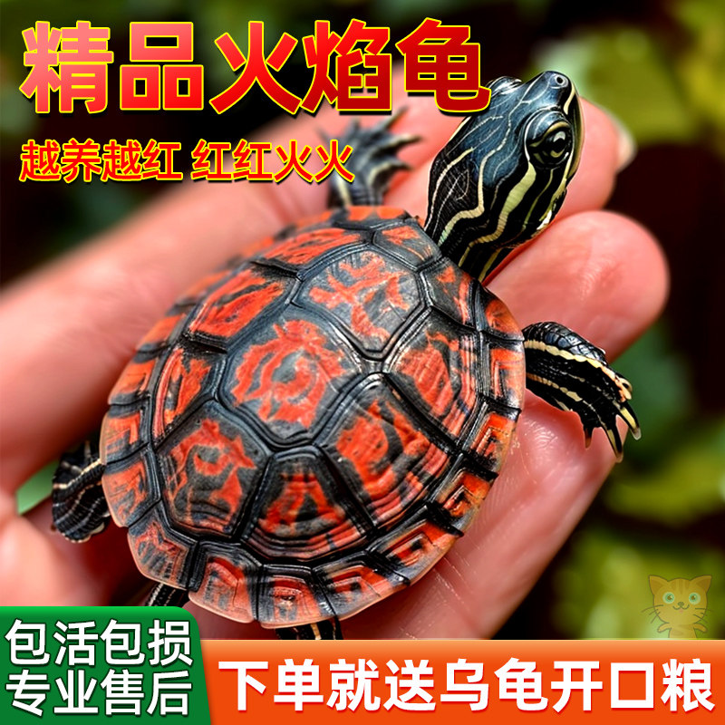 🔥火焰龟苗:招财又旺家的宠物龟,你值得拥有! -特种养殖类水族宠物-淘宝好物网