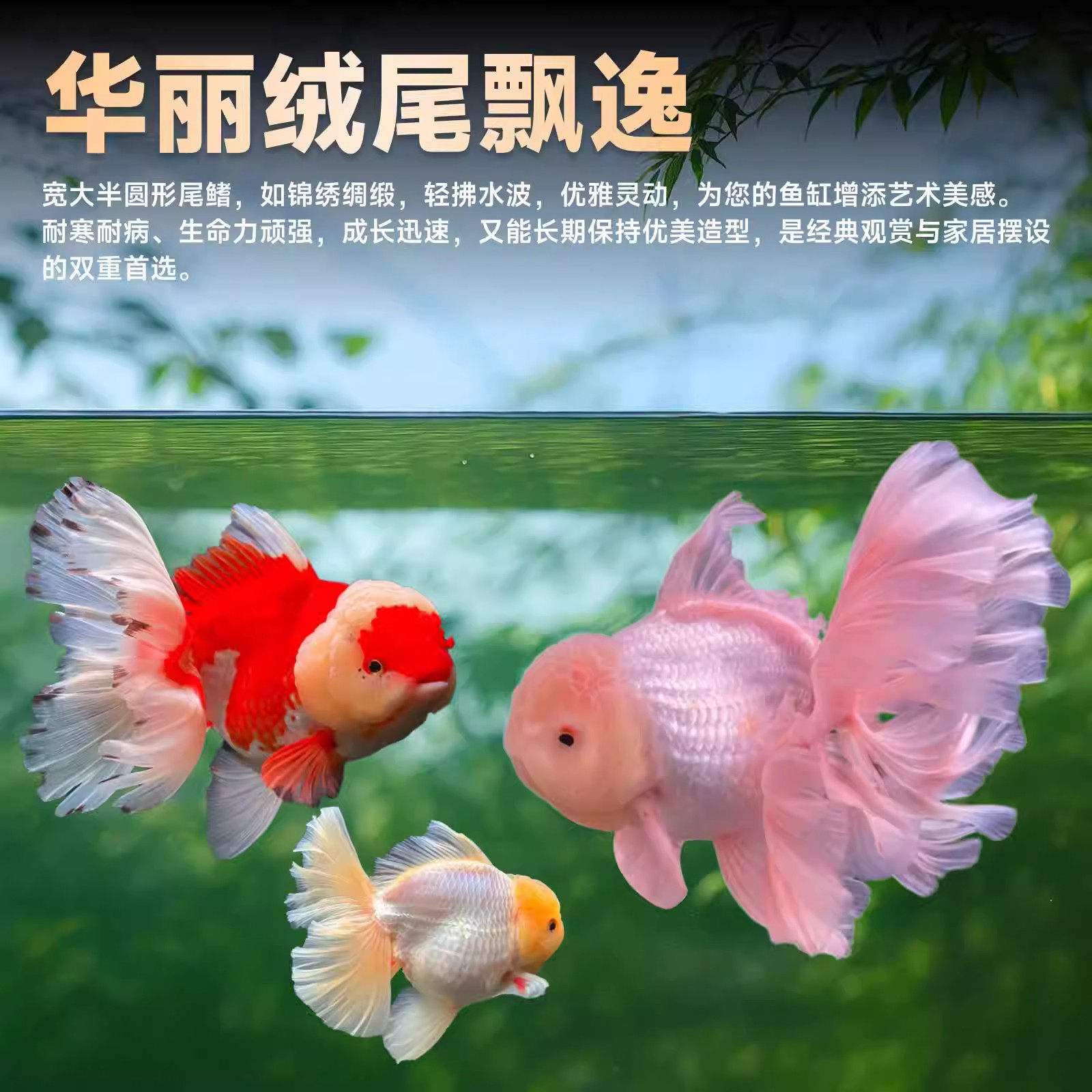 泰狮鱼苗:新手也能轻松养的观赏鱼 🐟-蟹-淘宝好物网