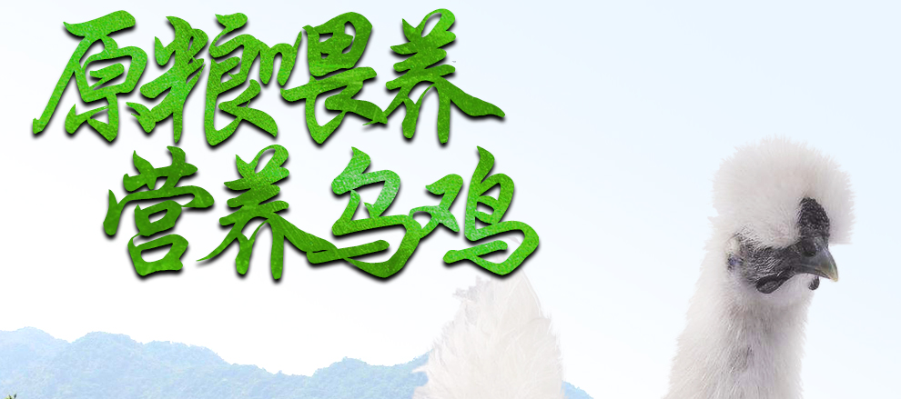 食裁 正宗农家散养乌鸡 新鲜现杀 净重2斤以上 图2