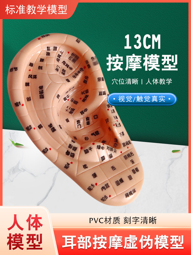 丰帆 人体按摩耳13cm 耳朵模型耳部穴位清晰针灸经络耳穴教学模型