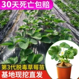 Саженцы клубники, сливки, четырехсезонные съедобные горшечные растения с почвой и горшками, Хунъянь Чжанцзи, белый снег, фрукты и цветы, саженцы оптом