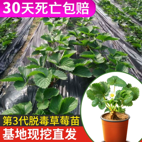 Саженцы клубники, сливки, четырехсезонные съедобные горшечные растения с почвой и горшками, Хунъянь Чжанцзи, белый снег, фрукты и цветы, саженцы оптом