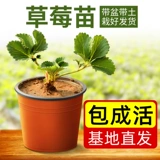 Саженцы клубники, сливки, четырехсезонные съедобные горшечные растения с почвой и горшками, Хунъянь Чжанцзи, белый снег, фрукты и цветы, саженцы оптом