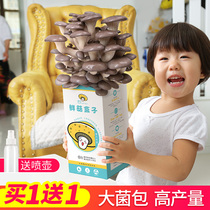 Kindergarten plant Observation diary growth sprouting potted diy children grow self-growing flower farmers mini