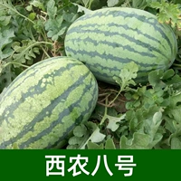 (Синьонг №8 арбузы 30 шт.)