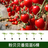 6 саженцев розовых томатов Бэйбэй (не отправляются в три северо-восточные провинции + Внутреннюю Монголию)