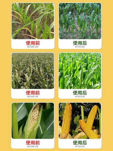 Вода из кукурузного золота -Современные удобрения удобрения и устойчивость к утолщению, анти -дисаза, анти -кадающе, анти -бальд, способствуя корням