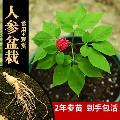 Ginseng seedlings indoor planting set Changbai Mountain fresh ginseng bonsai live seedlings potted seeds Fresh ginseng edible