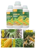 Вода из кукурузного золота -Современные удобрения удобрения и устойчивость к утолщению, анти -дисаза, анти -кадающе, анти -бальд, способствуя корням