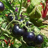 Черные томатные семена четыре сезона Черный жемчужный томатный семена семян могила для семян фруктов