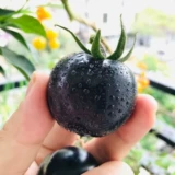 Черные томатные семена четыре сезона Черный жемчужный томатный семена семян могила для семян фруктов