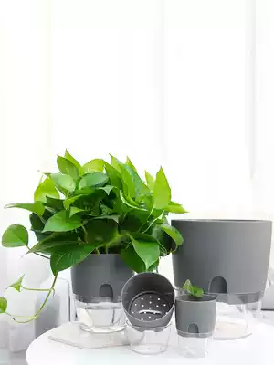 Transparent plastic bonsai Golden kudzu thick round large lazy flowerpot self-absorbing water-free Nordic flower pot