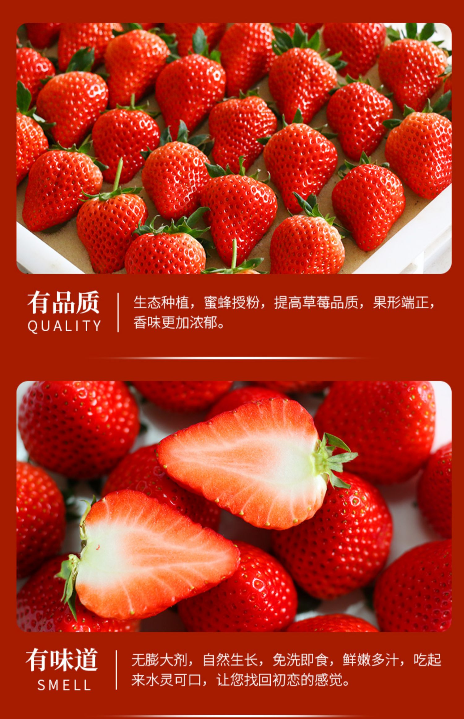 【首单】新鲜丹东草莓1000g