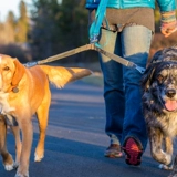 拉夫威尔 Двойная эластичная буферная веревка