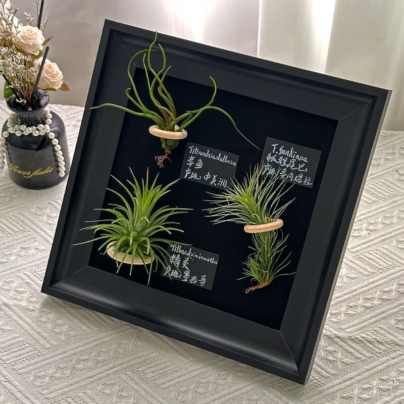 Air Pineapple Magnetic Photo Frame Wall Hanging Table Square Medieval Picture Frame Display Frame Retro High-End Empty Frame Air Pineapple Magnetic Photo Frame Wall Hanging Table Square Medieval Picture Frame Display Frame Retro High-End Empty Frame