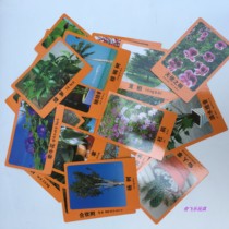Promotion Kindergarten Early Teach Plant Flowers Cards Teaching Supplies Blackboard Cognition Cards With Picture Literacy Cards