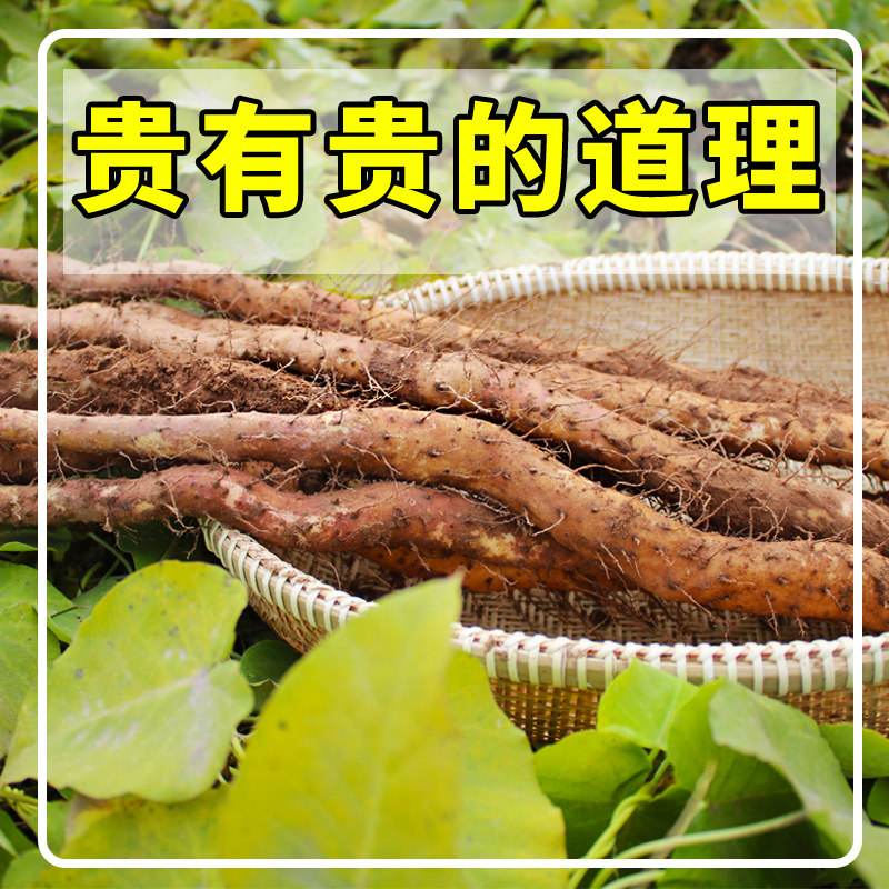 Official Zhong Jiaozuo Xiaozuo iron bar iron bar Huaishan Pharmaceutical flagship store of Shan Zhong Zhong Xiangsu 5 kg stick