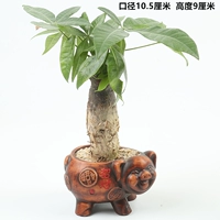 Fortune Jinbao Pig Flower Pot