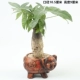 Fortune Jinbao Pig Flower Pot