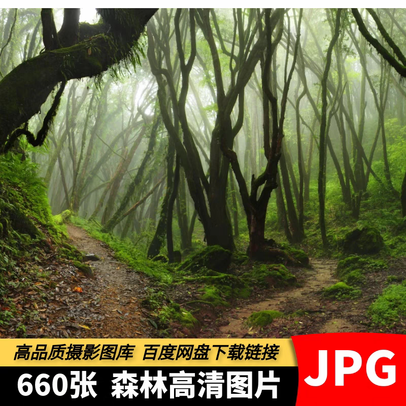 High-Definition Images of Forest Trees, Dense Vegetation, Jungle, Original Tropical Rainforest, Nature Scenery Photography Material Photos