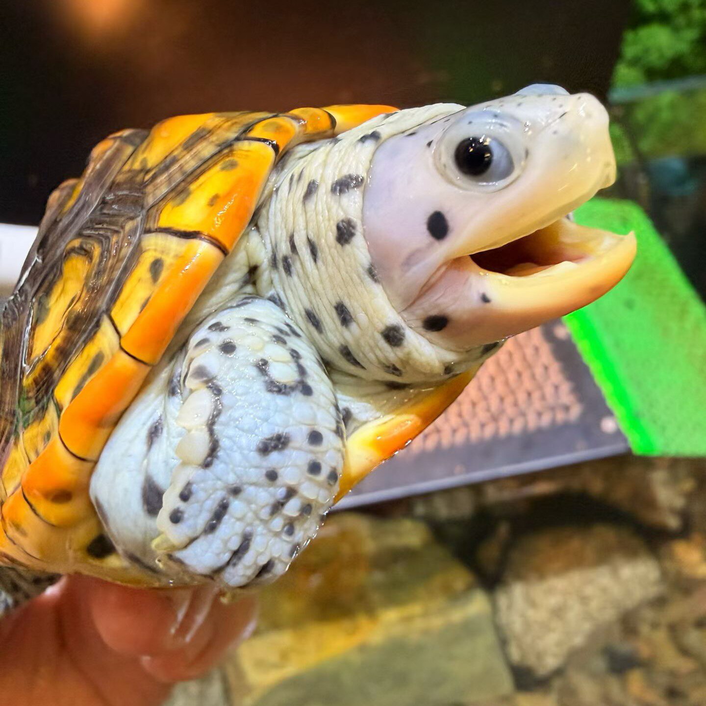 卖火柴的小哥哥