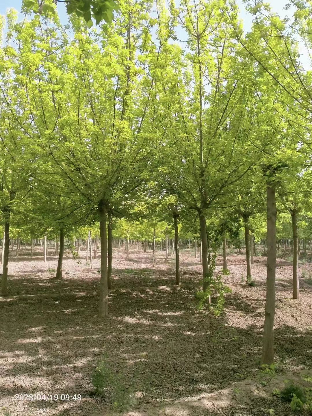 复叶槭树苗,绿化家园的好选择?🌱深度解析-观叶 /花灌木-淘宝好物网
