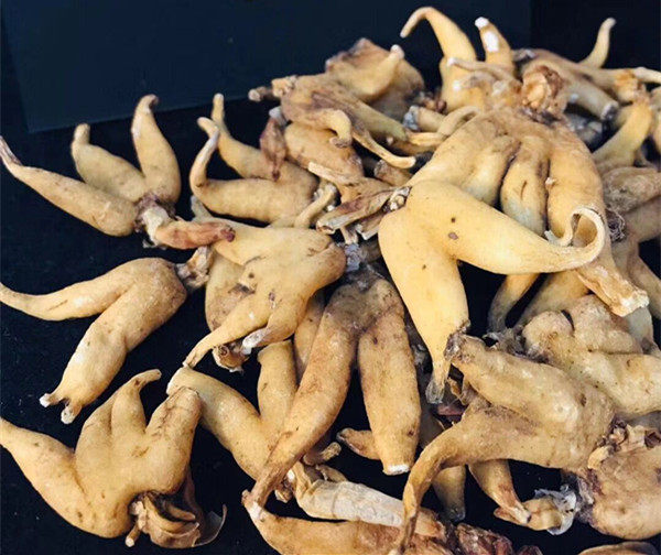 Tibetan earth special plateau wild hand palm of the Buddha ginseng, Yin Yangyang grass 200 grams