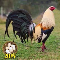 Egg-fighting egg fertilized egg hatches pure Philippine cockfighting imported new color razor cockfighting