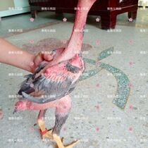 A pound of cockfighting 1 pound of Vietnamese cockfighting cockfighting cockfighting pure cockfighting live living living living living living creature half a pound