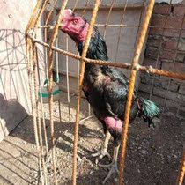 ZhongYuan Young Chicken Rocket Live New Adult Cock Rocket Live Cock Delivery Pack Live to Hand