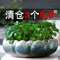 Copper Money Grass Flower Pot water fairy flower sleeping lotus bowl lotus without hole Home ceramic special price clear cabin water raising hydropony meat large number